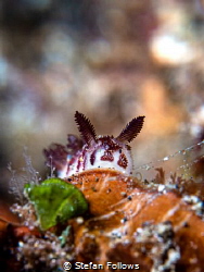 Quandary

Nudibranch - ?

Bali, Indonesia by Stefan Follows 